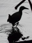 scrub fowl silhouette.JPG (61 KB)